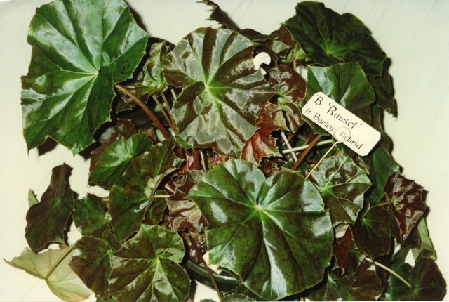 B. ‘Russet’